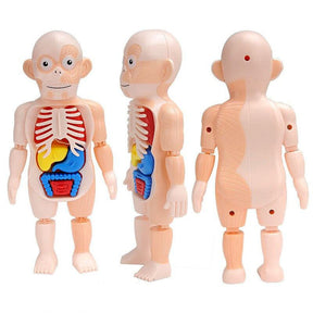 Boneco 3D Anatomia Humana Montessori