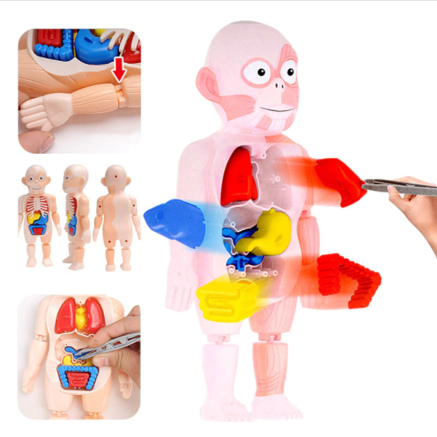 Boneco 3D Anatomia Humana Montessori